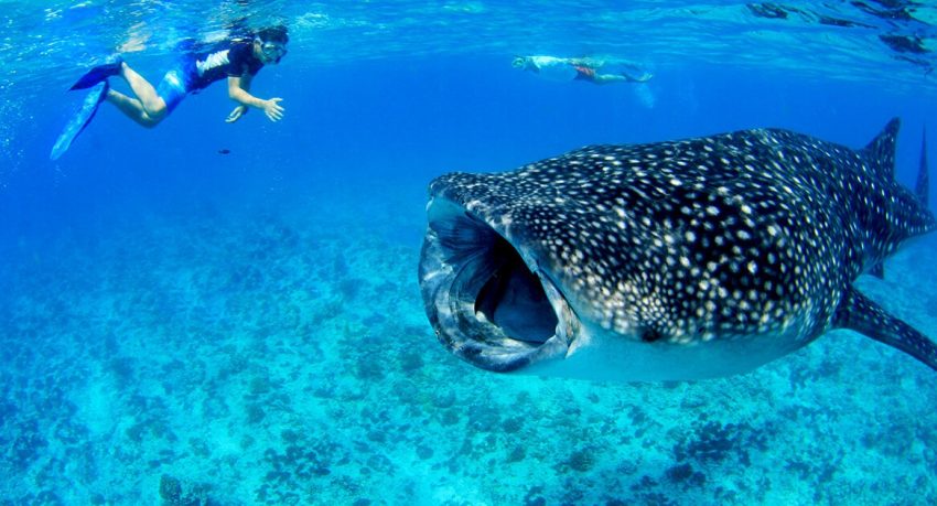 Cool Things To Do In The Maldives - Tourandtakein.com